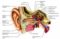 penyakit radang telinga